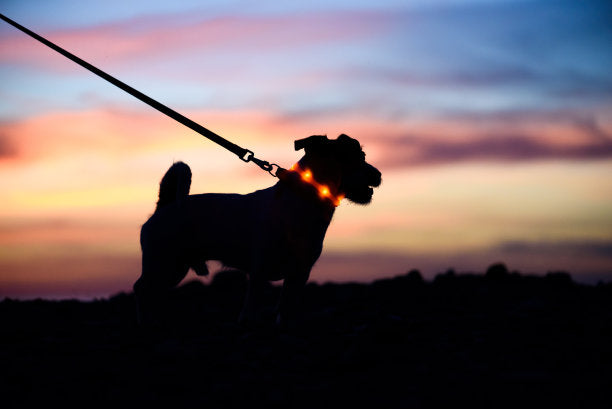 Dog Walking in the Dark: What You Need for Better Visibility