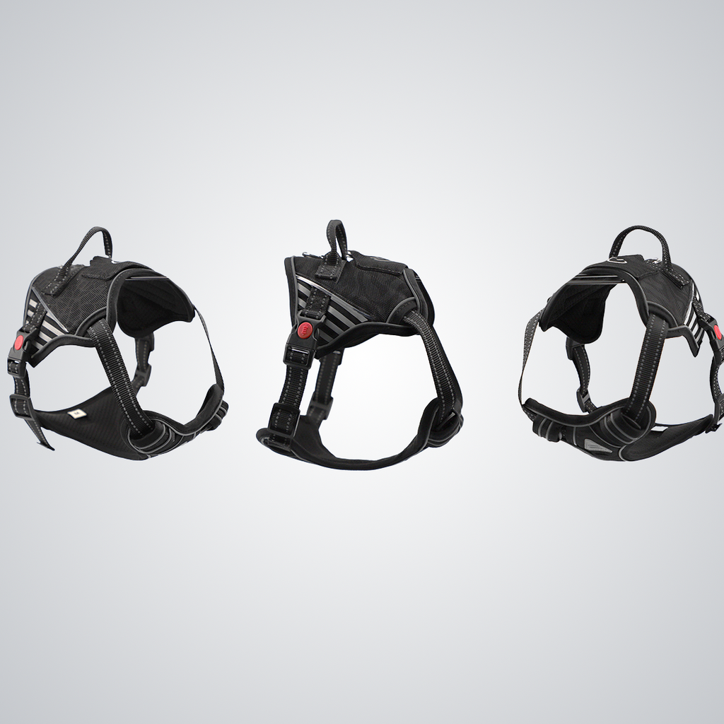 LED dog harness