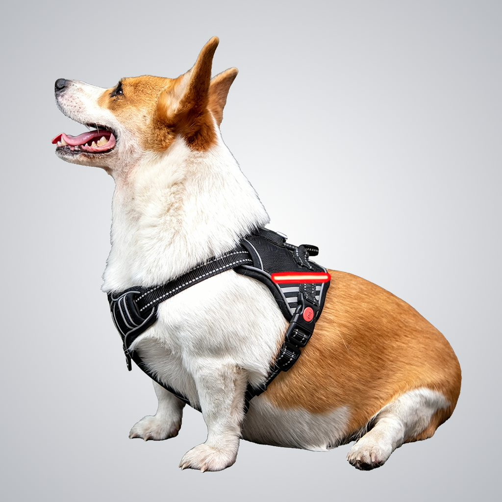 LED dog harness