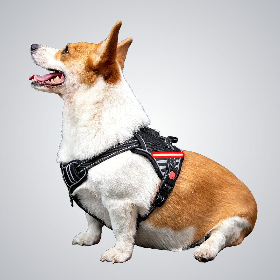 LED dog harness