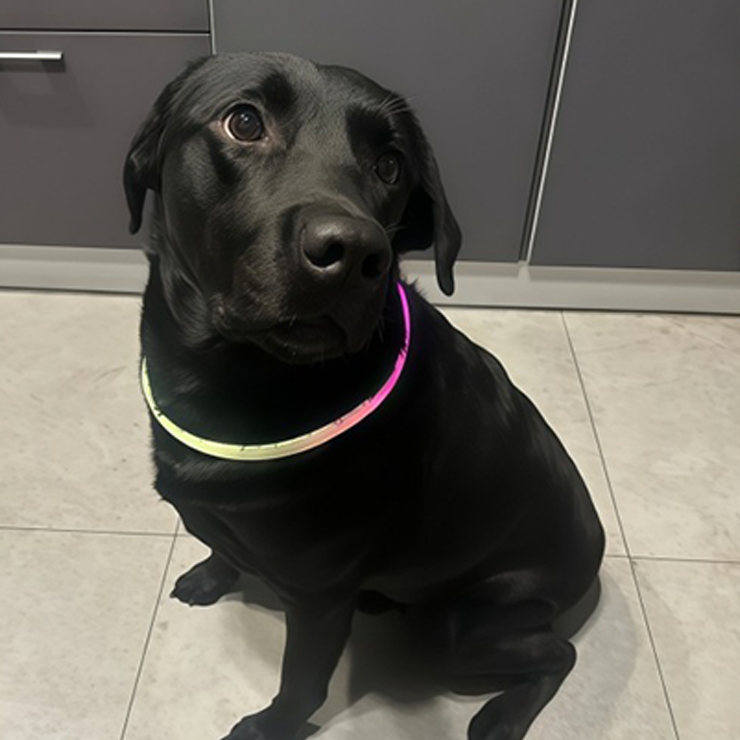 Gradient LED dog collar