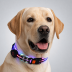 LED dog collar