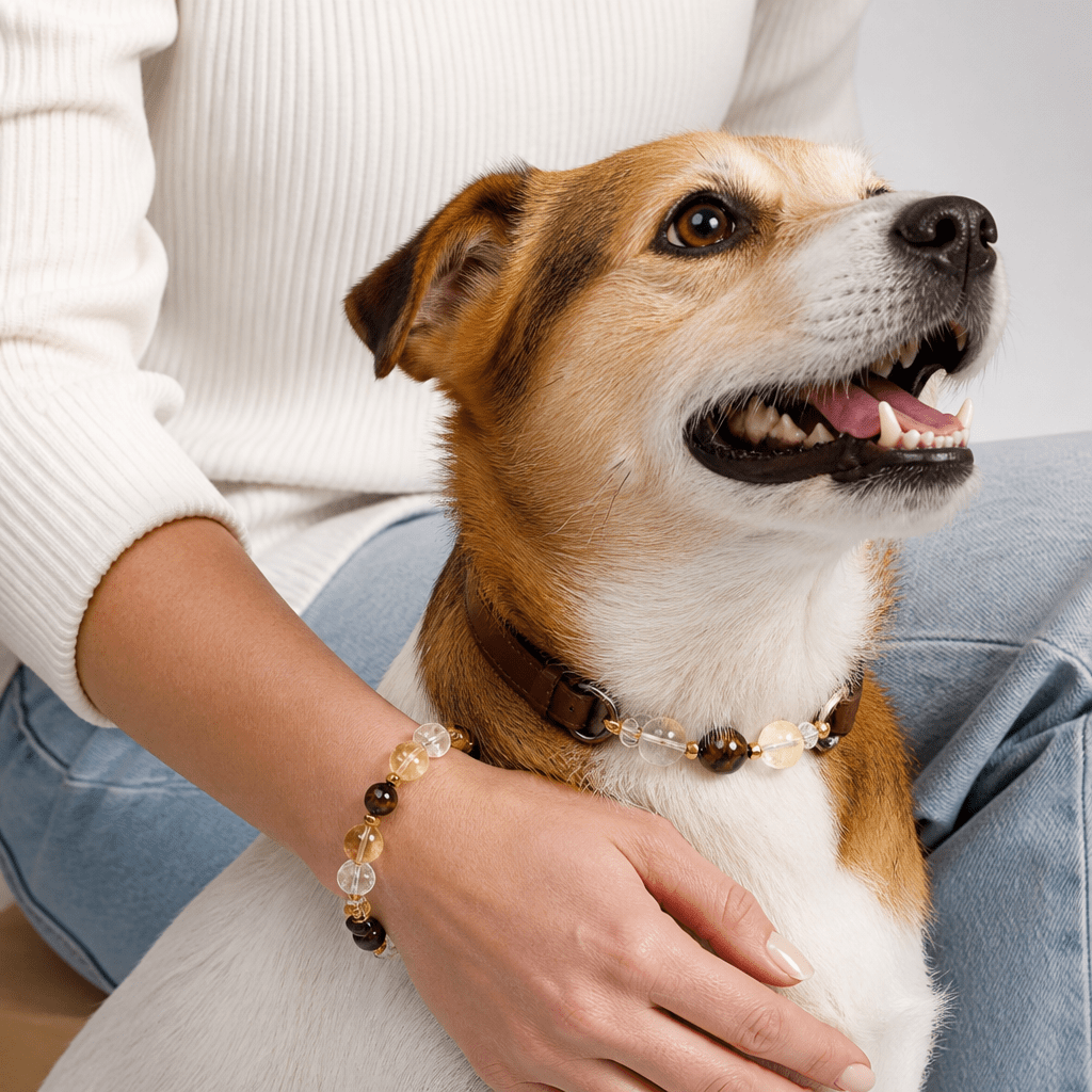 Citrine Crystal Leather Pet Collar with Matching Owner Bracelet - lumipup