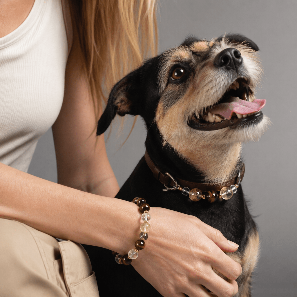 Citrine Crystal Leather Pet Collar with Matching Owner Bracelet - lumipup