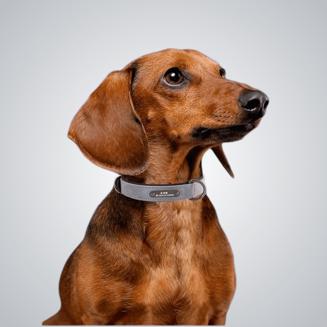 Custom reflective pet collars - lumipup