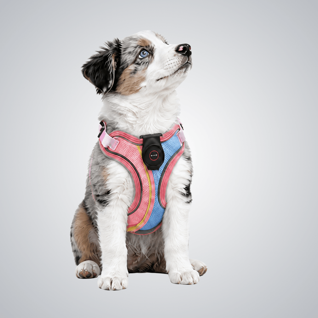 ED - lit pet harness - lumipup
