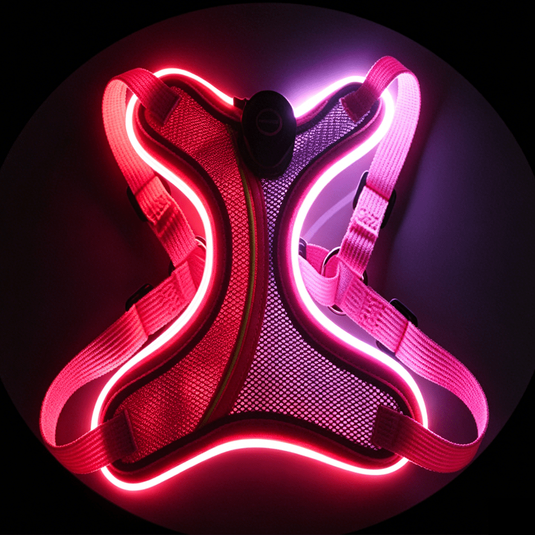 ED - lit pet harness - lumipup