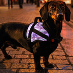 Flexible luminous pet harness - lumipup