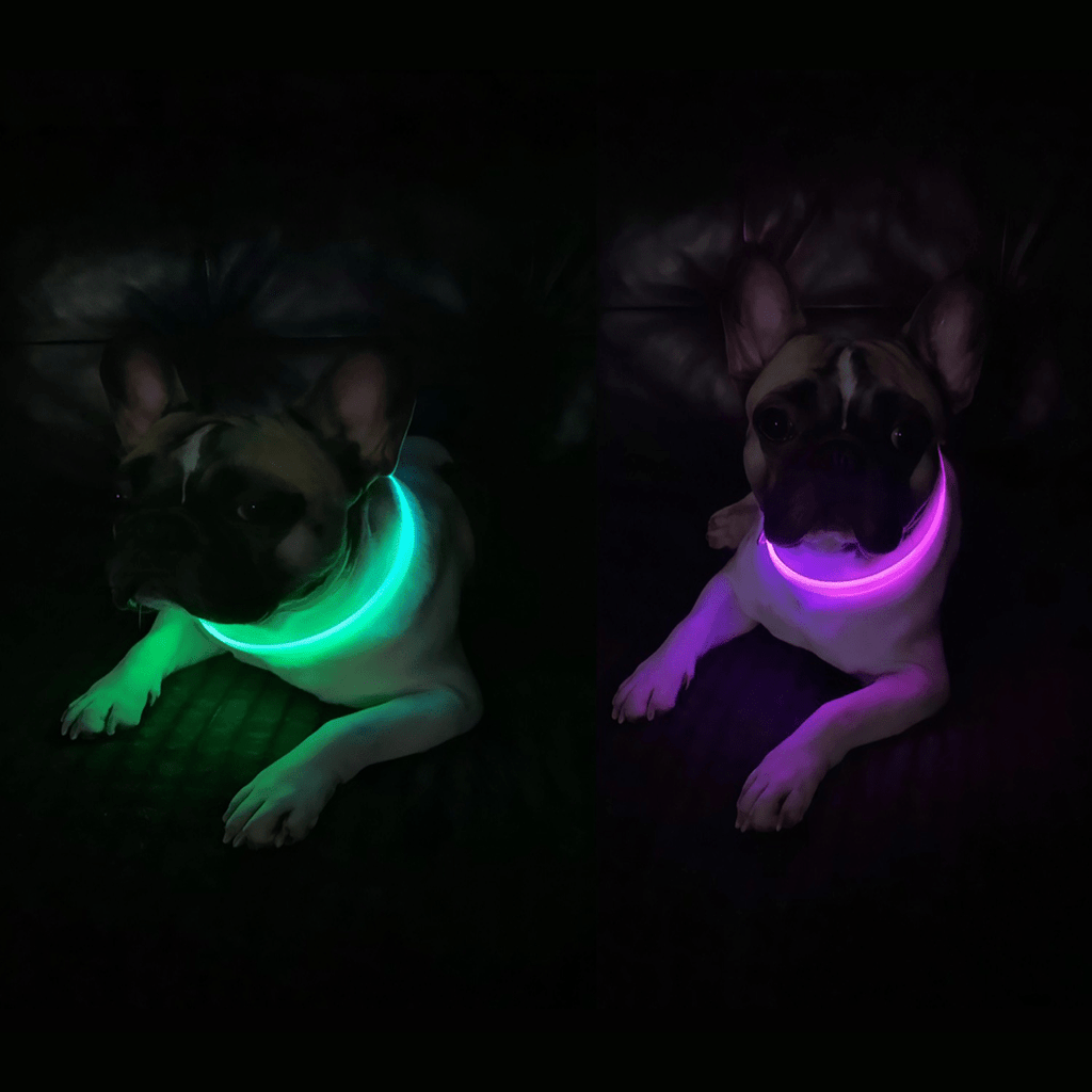 Gradient LED dog collar - lumipup