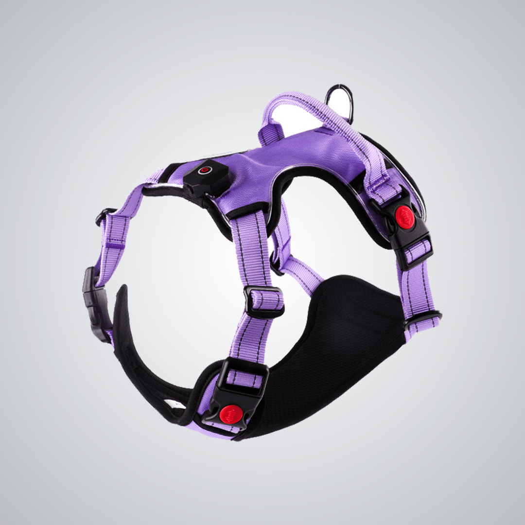 LED pet harness - lumipup